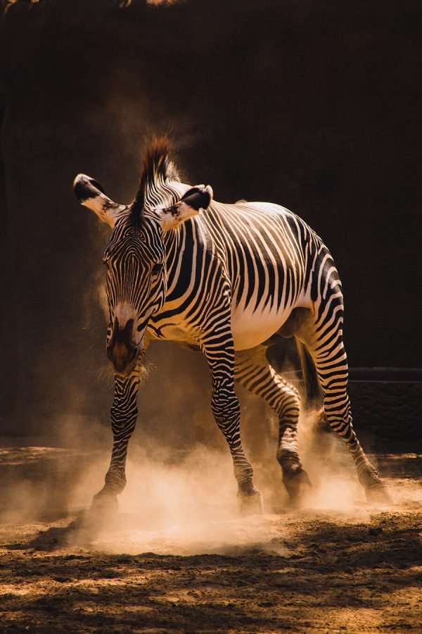 Zebra